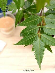 観葉植物 ニームの木の人気商品 通販 価格比較 価格 Com