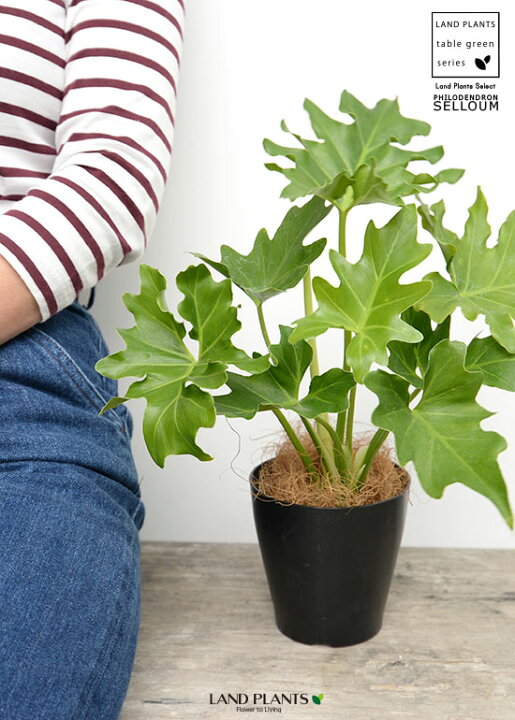 楽天市場 お試し セローム 4号 黒色 プラスチック鉢 ココファイバー ヒトデカズラ フィロデンドロン サトイモ 苗 苗木 鉢 プラ鉢 プラスチック 植木鉢 観葉 観葉植物 小型 ブラック 黒 12cm Land Plants 楽天市場店