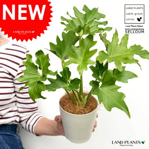 yz Z[ 4 F vX`bN yRRt@Co[z qgfJY tBfh TgC c c  v vX`bN Aؔ ϗt ϗtA ^ zCg  12cm