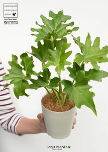 yz Z[ 4 F vX`bN yRRt@Co[z qgfJY tBfh TgC c c  v vX`bN Aؔ ϗt ϗtA ^ zCg  12cm