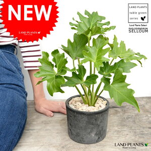 Z[itBfhj F X|bg V_[^ 픫yVRӐ΁Eĕz tBfhZ[ TgC A  f fĔ eRb^ MOSSPOT ubN  D O