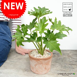 Z[itBfhj F X|bg V_[^ 픫yVRӐ΁Eĕz tBfhZ[ TgC A  f fĔ eRb^ MOSSPOT  uE I