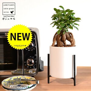 �y���J�o�[�z ������܂�i�����j �A�C�A���X�^���h�t�� ������ ���픫 ���F S�T�C�Y �y�n�C�h���E��ĕ��E���Ȃ��z���K�̎� ���삪�h��� ���A�� �� �c �c�� �� �z���C�g �X�^���h �ϗt�A