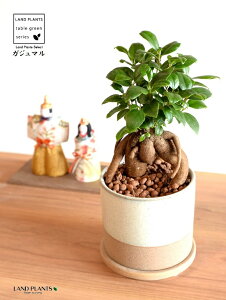 ܂ij a_ ֖dグ c[g 픫 STCYi×j ynChEMEĕz K̎ 삪h KW}  A Aؔ  ĕ ֖ c c F 