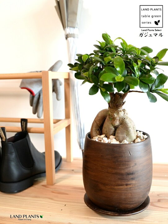 楽天市場 がじゅまる 極太 中型 ウッド風 ペイント 陶器鉢 Mサイズ 天然砕石 受皿 育て方 多幸の樹 精霊が宿る木 ガジュマル ガジュマルの木 鉢 鉢植え 植木鉢 陶器 焼物 苗 苗木 木目 木目調 こげ茶 焦げ茶 茶 ブラウン 観葉植物 観葉 5号 Land Plants 楽天