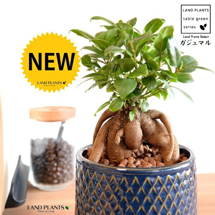 楽天市場 がじゅまる 幹太 ウロコ模様 陶器鉢 Mサイズ 青瓦色 ハイドロ 受皿 育て方 多幸の樹 精霊が宿る木 ガジュマル 鉢 鉢植え 植木鉢 陶器 焼物 釉薬 苗 苗木 青 ブルー ラチス 鱗 格子 模様 観葉植物 観葉 小型 Land Plants 楽天市場店