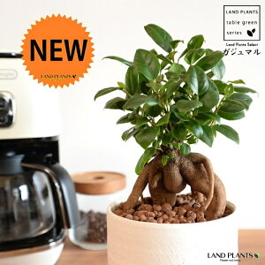 ܂ij V_[^ e NC|bg STCYiyj ynChEMEĕz K̎ 삪h KW}  A Aؔ  ĕ c c ^  