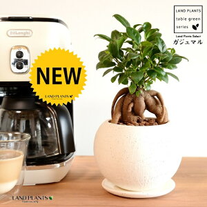 ܂ij {[^ e NC|bg MTCYiyj ynChEMEĕz K̎ 삪h KW}  A Aؔ  ĕ c c ی^  {[ f