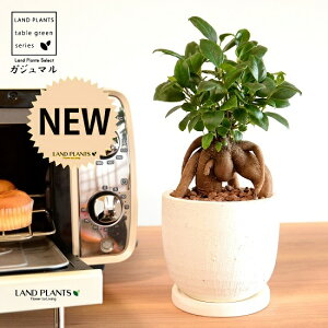 ܂ijU^ e NC|bg STCYiyj ynChEMEĕz K̎ 삪h KW}  A Aؔ  ĕ c c ی^  {[ f  z