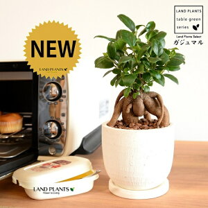 ܂ijU^ e NC|bg STCYiyj ynChEMEĕz K̎ 삪h KW}  A Aؔ  ĕ c c ی^  {[ f  z