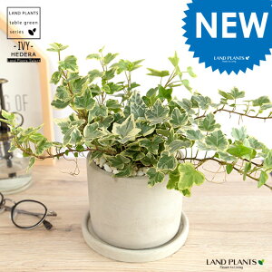 ACr[ij Zg V_[^ 픫 yF΁EMEĕzn[gACr[ wf 鐫A A  Zg DF D O[ ˂  Eh  