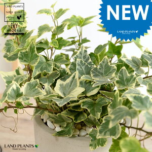 ACr[ij Zg V_[^ 픫 yF΁EMEĕzn[gACr[ wf 鐫A A  Zg DF D O[ ˂  Eh  