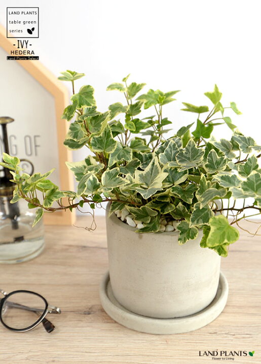 楽天市場 アイビー 斑入り セメント シリンダー型 陶器鉢 黄色小石 受皿 育て方 ハートアイビー ヘデラ つる性植物 鉢植え 鉢 セメント鉢 灰色 灰 グレー ねずみ 丸 ラウンド 送料無料 育て方カード Land Plants 楽天市場店