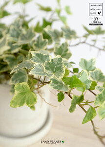 アイビー ハート 観葉植物の人気商品 通販 価格比較 価格 Com
