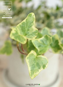 ACr[ij Zg V_[^ 픫 yF΁EMEĕzn[gACr[ wf 鐫A A  Zg DF D O[ ˂  Eh  