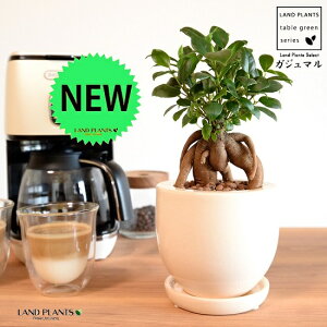 ܂ij L|bg ֖ 픫 F ynChEMEĕz K̎ 삪h KW}  A Aؔ  ĕ c c Eh KX 