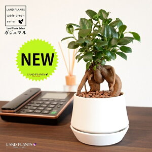 ܂ijM̎ VFCv^ 픫 }bgzCg ynChEMEĕz K̎ 삪h KW}  A Aؔ  ĕ c c  }bg  z