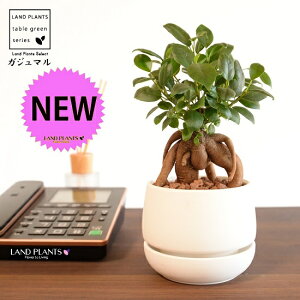 ܂ijM̎ o[^ 픫 }bgzCg ynChEMEĕz K̎ 삪h KW}  A Aؔ  ĕ c c  }bg  z