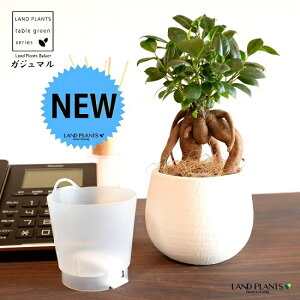 yʋz ܂ijo[^ e NC|bg Ci[Jbvtiyj yRRt@Co[Eĕz K̎ 삪h KW}  A Aؔ  ĕ 