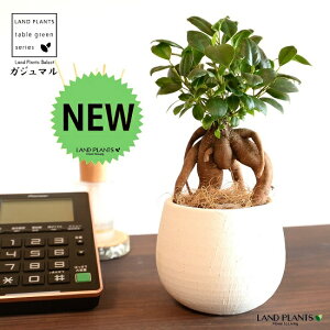 yʋz ܂ijo[^ e NC|bg Ci[Jbvtiyj yRRt@Co[Eĕz K̎ 삪h KW}  A Aؔ  ĕ 