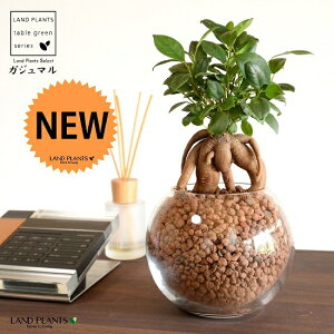 yk͔|z ܂ij{[^ KXe nChR[ AiA΁j ynChEĕz14S K̎ 삪h KW} KX Ԋ ԕr x[X FCX 