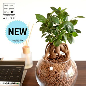 yk͔|z ܂ij{[^ KXe nCh{[ AiA΁j ynChEĕz14S K̎ 삪h KW} KX Ԋ ԕr x[X FCX 