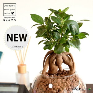 yk͔|z ܂ij{[^ KXe nCh{[ AiA΁j ynChEĕz14S K̎ 삪h KW} KX Ԋ ԕr x[X FCX 