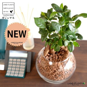 yk͔|z ܂ij{[^ KXe nCh{[ AiA΁j ynChEĕz14S K̎ 삪h KW} KX Ԋ ԕr x[X FCX 