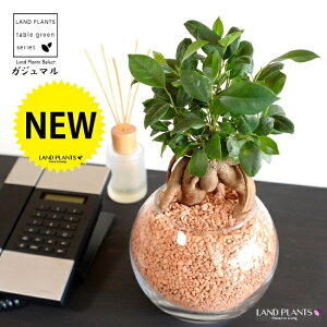 yk͔|z ܂ij{[^ KXe Z~XOj[AilHpyj yZ~XEĕz14S K̎ 삪h KW} KX Ԋ ԕr x[X FCX 