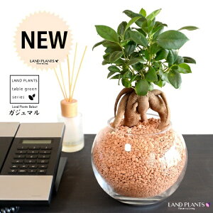 yk͔|z ܂ij{[^ KXe Z~XOj[AilHpyj yZ~XEĕz14S K̎ 삪h KW} KX Ԋ ԕr x[X FCX 