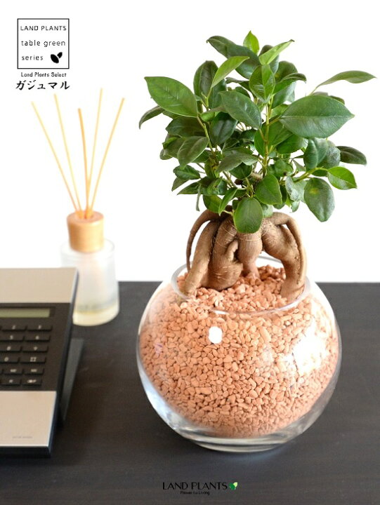 楽天市場 水耕栽培 がじゅまる 幹太 ボール型 ガラス容器 セラミスグラニュー植え 人工用土 セラミス 育て方 14s 多幸の樹 精霊が宿る木 ガジュマル ガラス 花器 花瓶 ベース ヴェイス 花入れ 花生け 透明 ハイドロカルチャー 水栽培 観葉植物 観葉 Land