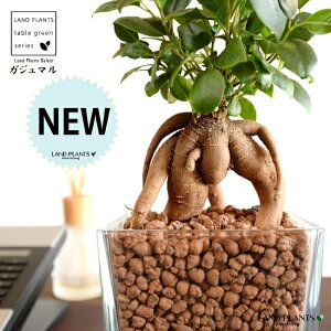 ガジュマル ハイドロカルチャーの人気商品 通販 価格比較 価格 Com