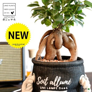 観葉植物 セラミスの人気商品 通販 価格比較 価格 Com