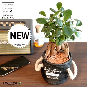 【限定品】 がじゅまる(幹太)マリンロープ付 布製 鉢カバー ネイビー 【セラミス・育て方】 多幸の樹 精霊が宿る木 ガジュマル 鉢 鉢カバー インナービニール 麻 麻袋 濃紺 紺 青 ブルー n