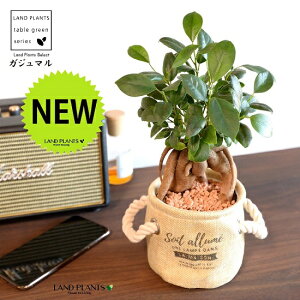 【限定品】 がじゅまる(幹太)マリンロープ付 布製 鉢カバー ベージュ 【セラミス・育て方】 多幸の樹 精霊が宿る木 ガジュマル 鉢 鉢カバー インナービニール 麻 麻袋 砂色 砂 サンド 観