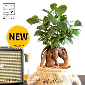 【限定品】 がじゅまる（幹太）マリンロープ付 布製 鉢カバー ベージュ 【セラミス・育て方】 多幸の樹 精霊が宿る木 ガジュマル 鉢 鉢カバー インナービニール 麻 麻袋 砂色 砂 サンド 観葉植物 観葉