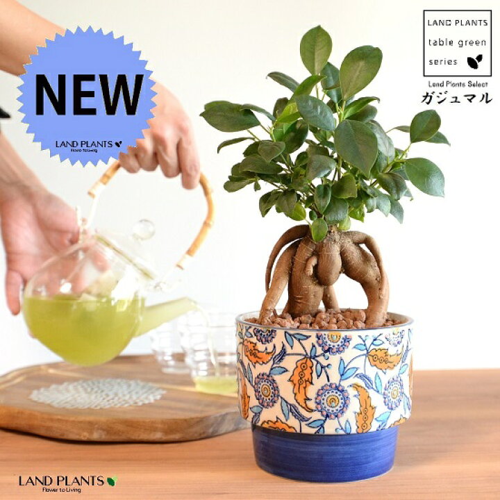 楽天市場 水耕栽培 がじゅまる 幹太 手塗り ペイント プリント 段付き 陶器鉢 ブルー ハイドロ 育て方 多幸の樹 精霊が宿る木 ガジュマル 鉢 鉢植え 植木鉢 陶器 焼物 苗 苗木 ハイドロカルチャー 水耕 水栽培 観葉植物 観葉 小型 Land Plants 楽天市場店