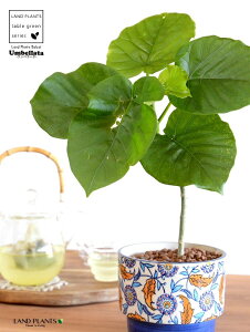 yJo[z Ex[^i1{Ȃj h yCgvg it 픫 u[ ynChEĕz tBJXEx[^  A Aؔ  ĕ c c E_x