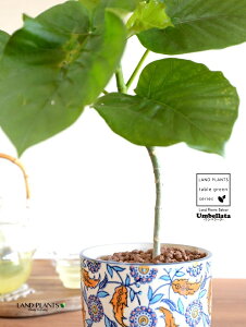 yJo[zEx[^i1{Ȃj h yCgvg it 픫 u[ ynChEĕz tBJXEx[^  A Aؔ  ĕ c c E_x[