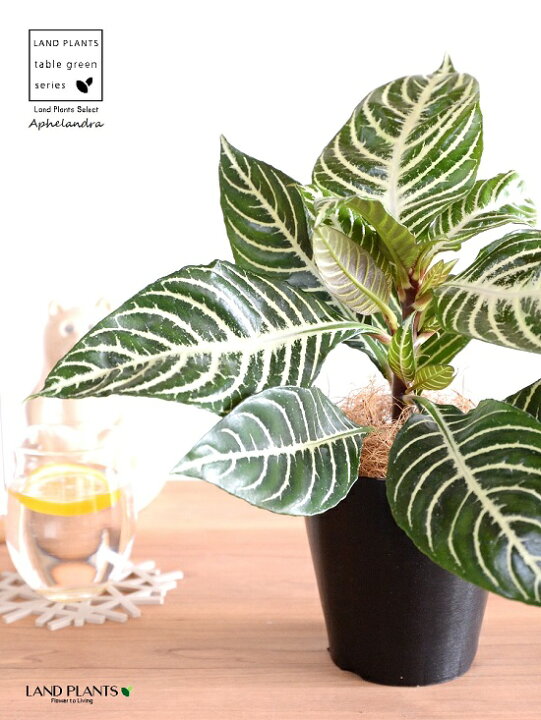 楽天市場 お試し アフェランドラ スクアロサ ダニア 4号 黒色 プラスチック鉢 ココファイバー キンヨウボク アフェランドラスクアロサ スクアロサダニア アフェランドラダニア苗 苗木 キツネノマゴ 黄色い花 花を付ける 黒 ブラック 観葉植物 観葉 Land