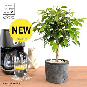 xW~igsA[dāj F X|bg V_[^ 픫 yVRӐ΁EĕzLOn LOn[ gsA[ X^_[hd {[ S S̖ tBJX x