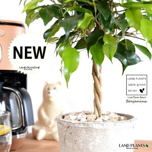 xW~igsA[dāj F X|bg V_[^ 픫 yVRӐ΁EĕzLOn LOn[ gsA[ X^_[hd {[ S S̖ tBJX x