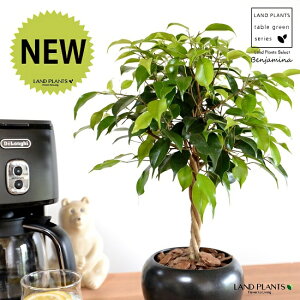 xW~igsA[dāj F  픫 yo[N`bvEMEĕzLOn LOn[ gsA[ X^_[hd {[ S S̖ tBJX xW~