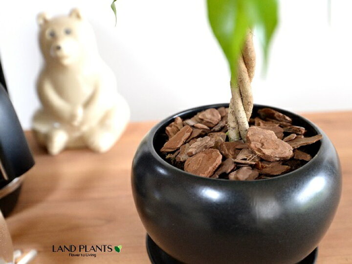 楽天市場 ベンジャミン トピアリー仕立て 黒色 大丸 陶器鉢 バークチップ 受皿 育て方 キングハロ キングハロー トピアリー スタンダード仕立て ボール ゴム ゴムの木 フィカス ベンジャミナ フィカスベンジャミナ 黒 ブラック 観葉植物 Land Plants 楽天市場店