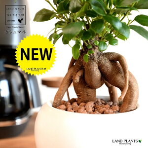 がじゅまる(幹太タイプ) 白色 大丸 陶器鉢 (3鉢) 【ハイドロ・受皿】白 ホワイト 多幸の樹 精霊が宿る木 ガジュマル 鉢 鉢植え 植木鉢 陶器 焼物 苗 苗木 丸型 丸 ボール 素焼 粘土 観葉