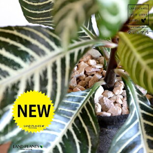 AtFhiXNATE_jAj F X|bg V_[^ 픫 yVRӐ΁zLE{N Lclm}S AtFhXNAT XNAT_jA AtFh_jA