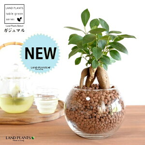 yk͔|z ܂ij{[^ KXe nCh{[ AiA΁j ynChEĕzH1003 K̎ 삪h KW} KX Ԋ ԕr x[X FCX 