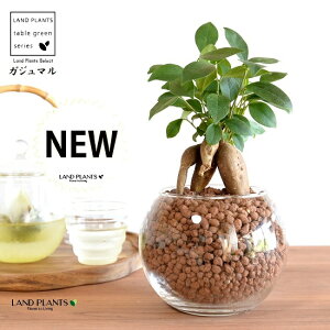 yk͔|z ܂ij{[^ KXe nCh{[ AiA΁j ynChEĕzH1003 K̎ 삪h KW} KX Ԋ ԕr x[X FCX 