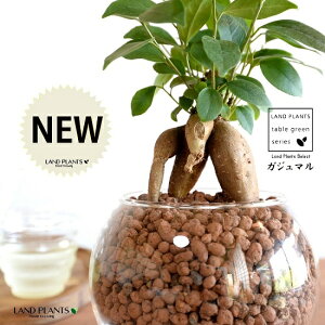 yk͔|z ܂ij{[^ KXe nCh{[ AiA΁j ynChEĕzH1003 K̎ 삪h KW} KX Ԋ ԕr x[X FCX 