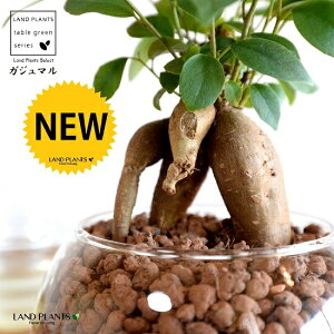 yk͔|z ܂ij{[^ KXe nCh{[ AiA΁j ynChEĕzH1003 K̎ 삪h KW} KX Ԋ ԕr x[X FCX 